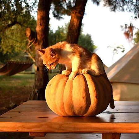 Glamping At A Lovely Tent In Skiaxtro- Marathopoli Villa ภายนอก รูปภาพ