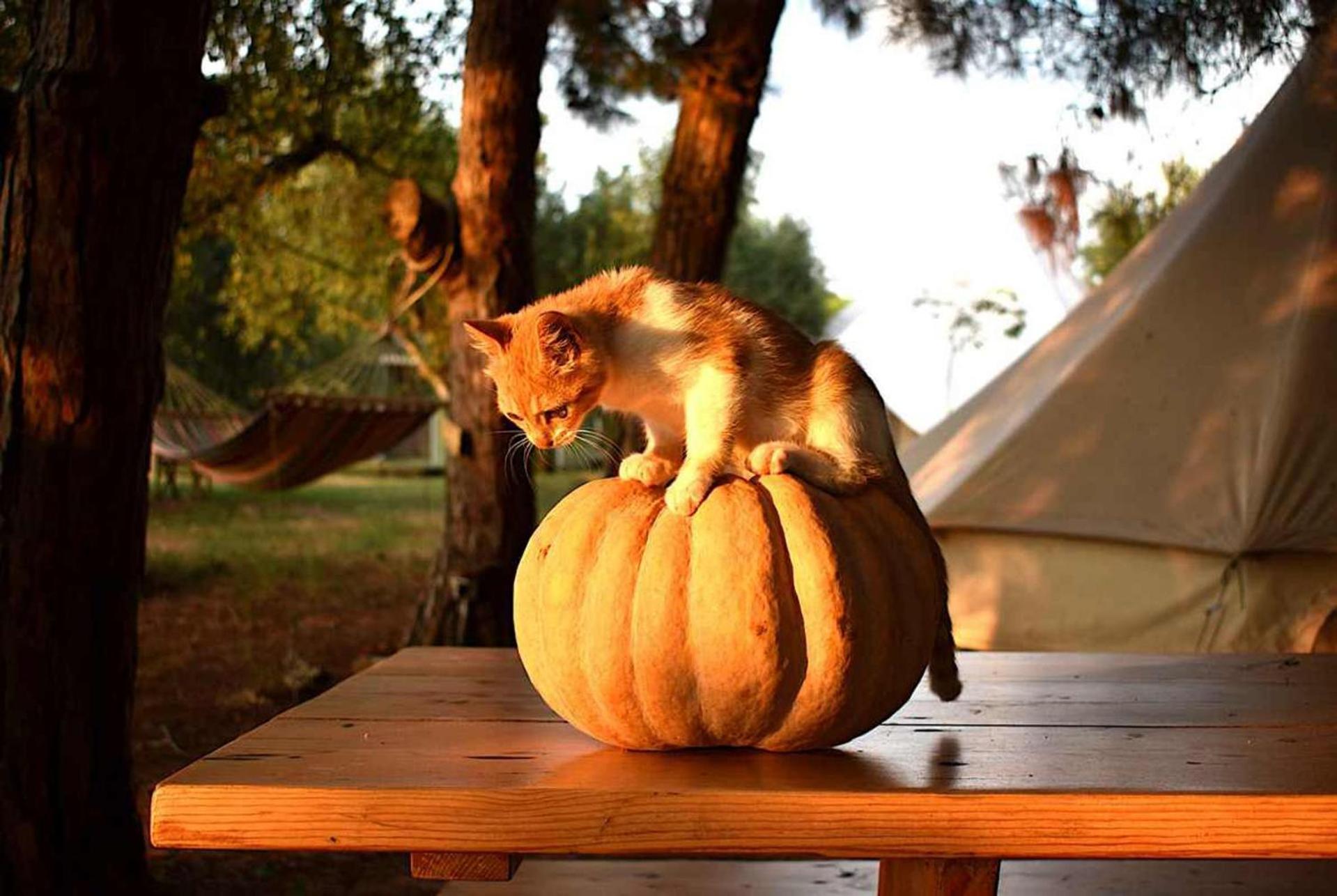 Glamping At A Lovely Tent In Skiaxtro- Marathopoli Villa ภายนอก รูปภาพ